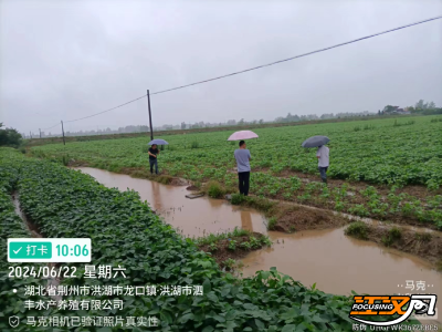 大雨来袭 洪湖农业部门积极行动确保农业生产安全