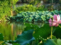 【网友美拍】荷塘夏色