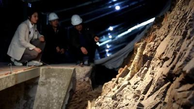 距今约1.66亿年恐龙化石！重庆恐龙属种又上新