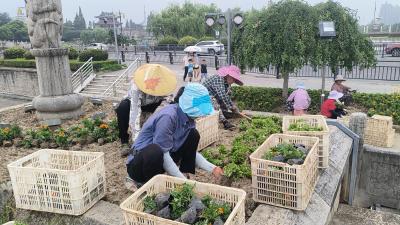 更换鲜花  扮靓古城