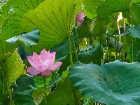 【网友美拍】荷塘夏色