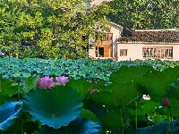 【网友美拍】荷塘夏色