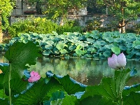 【网友美拍】荷塘夏色