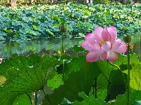 【网友美拍】荷塘夏色