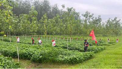 荆州经开区滩桥镇：强化巡堤查险 确保荆江安澜