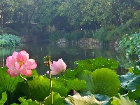 【网友美拍】荷塘夏色