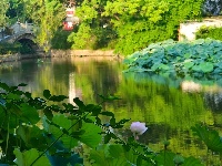 【网友美拍】荷塘夏色