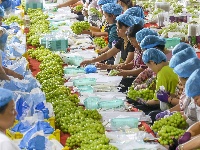 图集|葡萄丰收 产销两旺