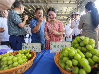 “葡”天同庆话丰收 “萄”气满满助振兴