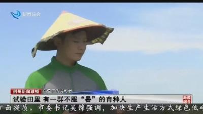 试验田里 有一群不服 “暑” 的育种人