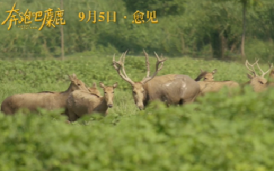 预告片：电影《奔跑吧，麋鹿》定档9月5日，暖心上映！