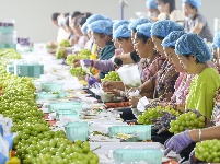 图集|葡萄丰收 产销两旺