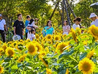 图集|荆州临江仙公园大片向日葵竞相绽放