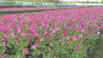 江陵：花卉种类400种 年销量500万盆