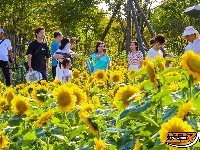 美图丨向日葵盛放 感受金色海洋、阳光花海