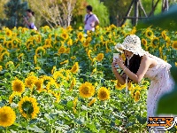 美图丨向日葵盛放 感受金色海洋、阳光花海