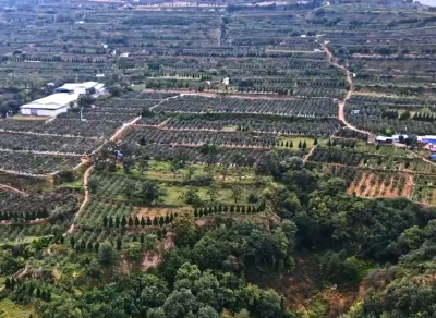 习近平甘肃行丨一颗苹果映红百姓致富路——走进麦积区南山花牛苹果基地