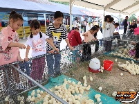 国庆小长假 荆州乡村游热力十足