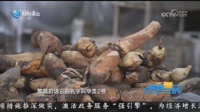 央视《消费主张》栏目聚焦荆州洪湖莲藕