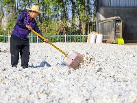 图集|金秋收获季 采棉正当时