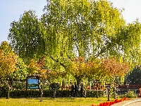 图集 | “叶”色斑斓 秋冬限定美景上线