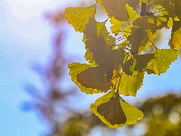 图集 | “叶”色斑斓 秋冬限定美景上线