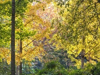 网友美拍丨中山公园银杏林