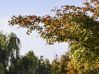 图集 | “叶”色斑斓 秋冬限定美景上线