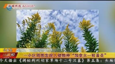 一小区周围发现入侵物种 ”加拿大一枝黄花“