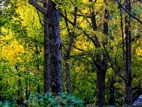 网友美拍丨中山公园银杏林