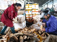 图集|大量上市 荆州两湖绿谷莲藕俏销