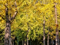 网友美拍丨中山公园银杏林