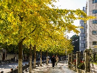 图集 | “叶”色斑斓 秋冬限定美景上线