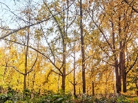 网友美拍丨中山公园银杏林