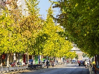 图集 | “叶”色斑斓 秋冬限定美景上线