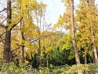 网友美拍丨中山公园银杏林