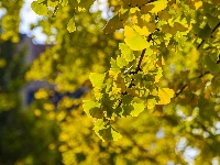 图集 | “叶”色斑斓 秋冬限定美景上线