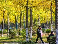 网友美拍丨中山公园银杏林