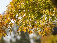 图集 | “叶”色斑斓 秋冬限定美景上线