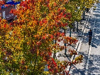 图集 | “叶”色斑斓 秋冬限定美景上线