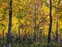 网友美拍丨中山公园银杏林