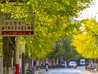 图集 | “叶”色斑斓 秋冬限定美景上线