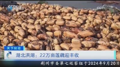 湖北洪湖：22万亩莲藕迎丰收