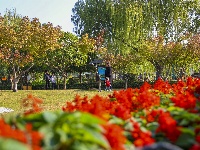 图集 | “叶”色斑斓 秋冬限定美景上线