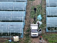 图集 | 石首市高陵镇晏家巷村：生态瓜蔬  飘香万里  
