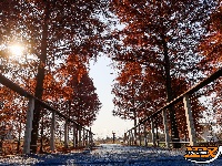 水杉换“红装” 层林尽染美如画