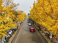 银杏换“金装” 扮靓城市路