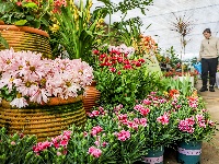 图集|新年临近 花卉俏销