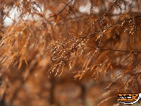 水杉换“红装” 层林尽染美如画