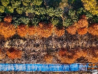 水杉换“红装” 层林尽染美如画